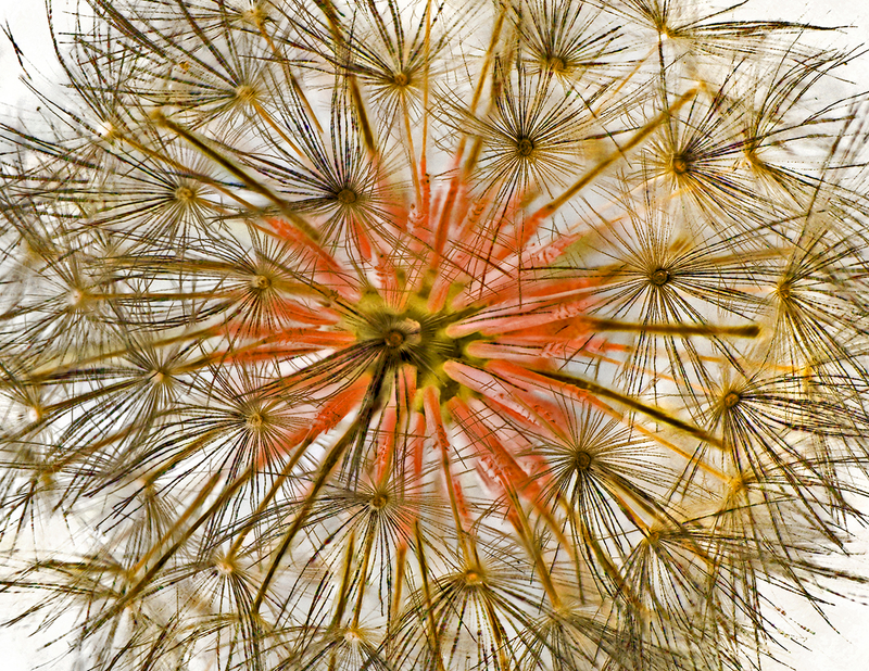 Illustration for article titled Estas son algunas de las fotos microscópicas más espectaculares del año